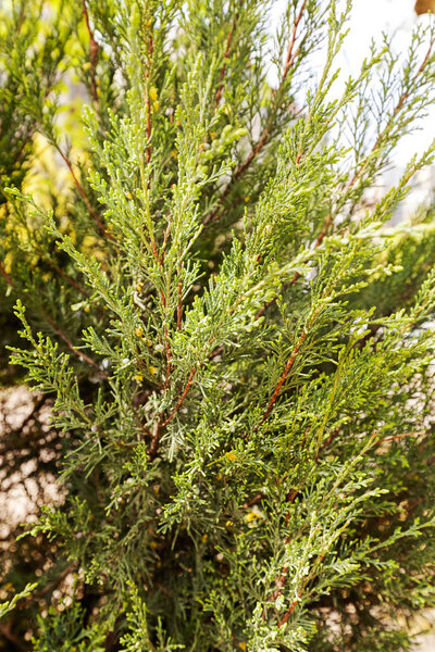 Thuja tree with thick branches, note shallow depth of field