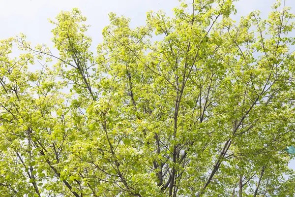 Kronenbaum Mit Sonnenschein Frühling Geringe Schärfentiefe Beachten — Stockfoto