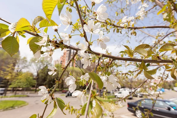 Árbol Con Flores Blancas Primavera Nota Poca Profundidad Campo — Foto de Stock