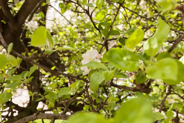 Fleur Pomme Sur Les Branches Printemps Note Faible Profondeur Champ — Photo