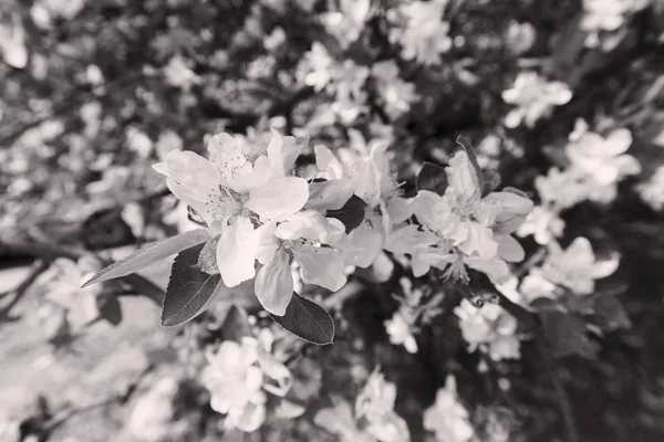 Flor de manzana en las ramas —  Fotos de Stock