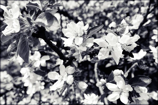 애플 꽃 가지에 — 스톡 사진