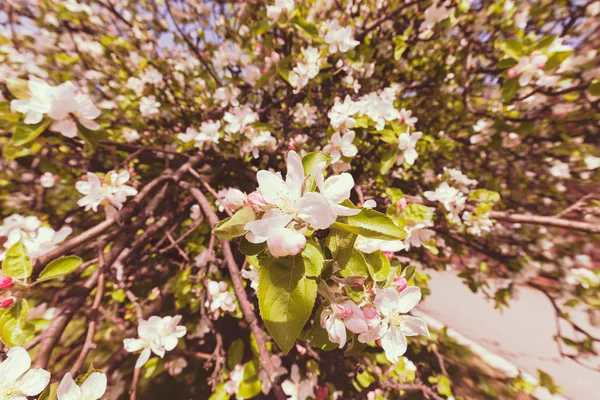 Яблучна квітка на гілках — стокове фото