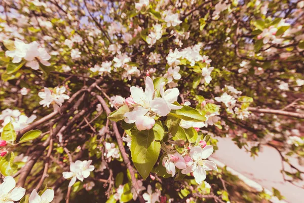 枝にリンゴの花 — ストック写真