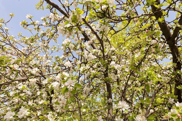 Apple flower on the branches in spring, note shallow depth of field — Stock Image Apple Flower Branches Spring Note Shallow Depth Field Stock Photo