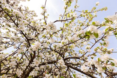 ışık arka plan bahar beyaz çiçekli dallar Not alanının sığ bölümü