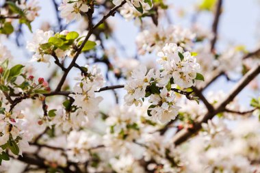 elma çiçek dalları üzerinde
