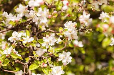 doğada, beyaz çiçekli dallar not alanının sığ bölümü