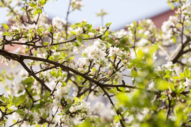 dalları armut çiçekleri ile