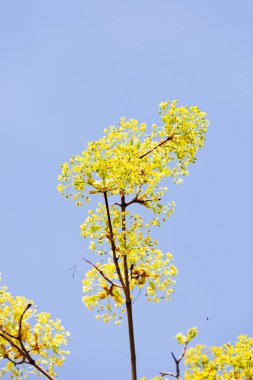 arka planda gökyüzü ile Treetop