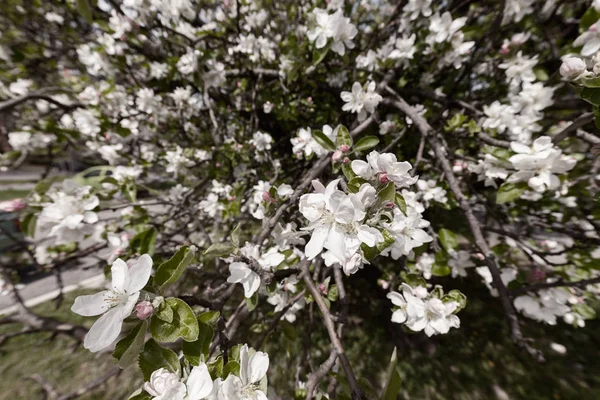 Kwiat jabłoni na gałęziach — Zdjęcie stockowe