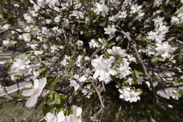 Apple bloem op de takken — Stockfoto