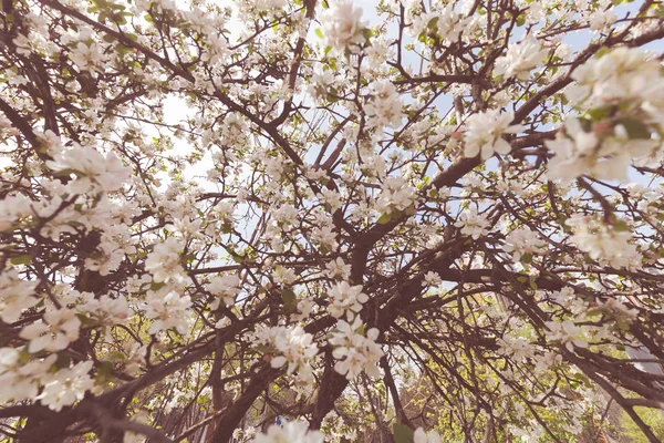 在春天的白色花朵上的树枝背景 注意田野的浅层 — 图库照片
