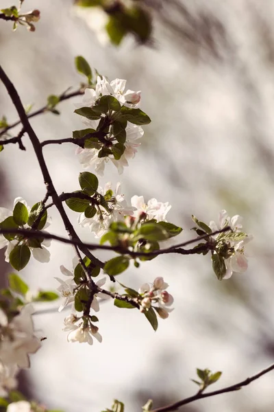 枝にリンゴの花 — ストック写真