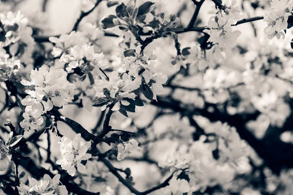 Яблучна квітка на гілках — стокове фото