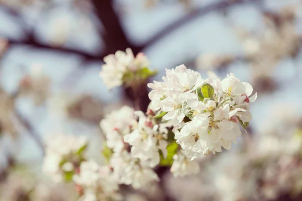 枝にリンゴの花 — ストック写真