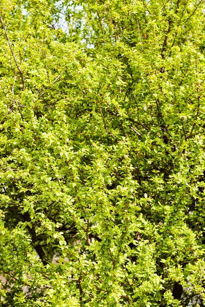 Alan Sığ Derinliği Arka Planda Gökyüzü Ile Treetop — Stok fotoğraf