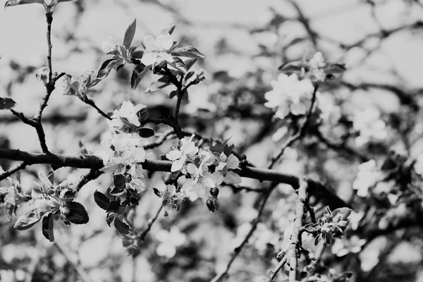 Rami Con Fiori Bianchi Natura Nota Superficiale Profondità Campo — Foto Stock