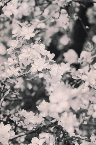 Ramas con flores de pera —  Fotos de Stock