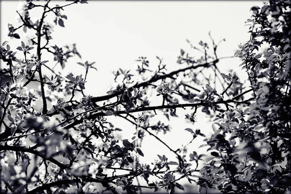 Zweige mit Birnenblüten — Stockfoto