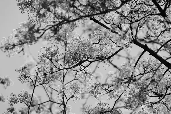 Treetop med himlen i bakgrunden — Stockfoto