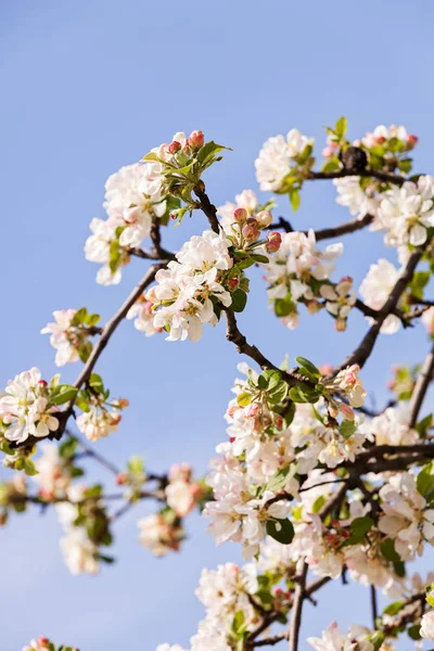 Apple flower on the branches on the blue background, note shallow depth of field — Stock Image Apple Flower Branches Blue Background Note Shallow Depth Field Royalty Free Stock Images