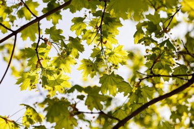 yeşil yaprakları üzerinde odaklanmak