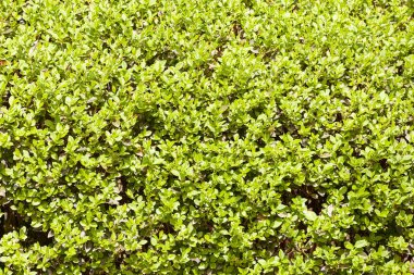 herdem yeşil çitleri