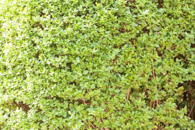 Evergreen Park, not alan sığ derinliği çitleri