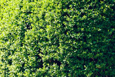 Evergreen Park, not alan sığ derinliği çitleri