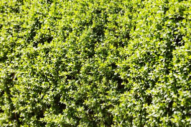 doğada herdem yeşil çitleri