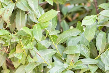 yeşil yaprakları üzerinde odaklanmak