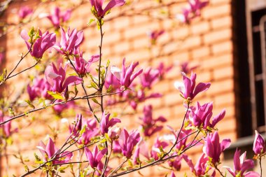 doğada manolya ağacı
