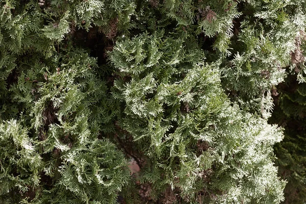 Árbol thuja —  Fotos de Stock