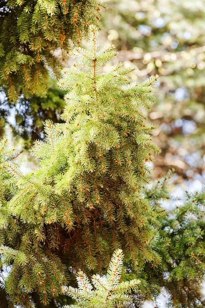 Ramo Conífera Com Cone Abeto Natureza Observe Profundidade Rasa Campo — Fotografia de Stock