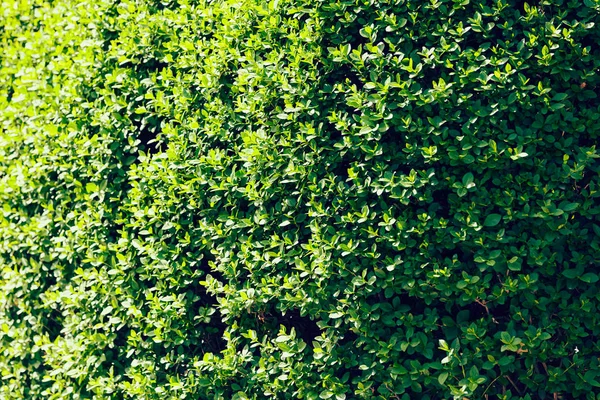 Evergreen Park, not alan sığ derinliği çitleri