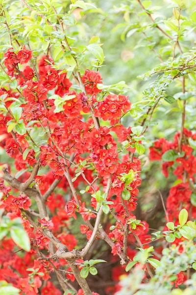 Quitte in voller Blüte — Stockfoto