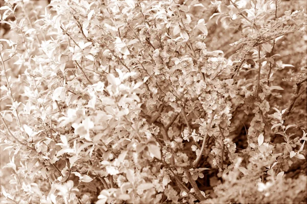 Quitte in voller Blüte — Stockfoto