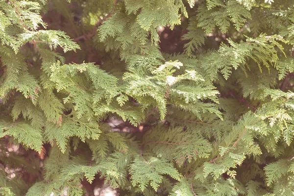 Träd thuja i naturen — Stockfoto