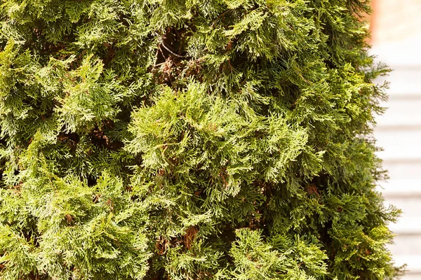 Tree thuja in nature — Stock Photo, Image