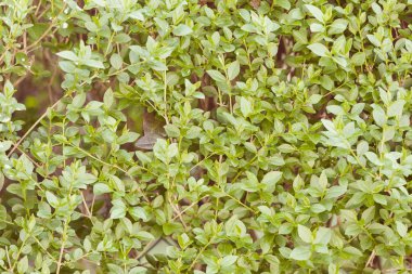 doğada herdem yeşil çitleri