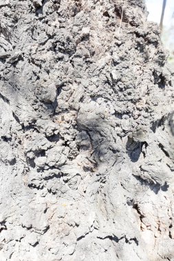 Ağaç kabuğu doğada, Not alan sığ derinliği