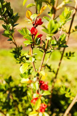 Etrafında yeşil yapraklar olan kırmızı çiçekli dallar, sığ tarlalara dikkat edin.