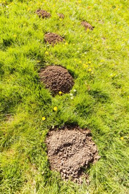 Çimenlerdeki köstebek yuvaları ve etraftaki karahindiba, derin tarlalara dikkat edin.