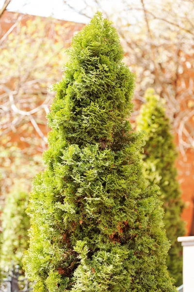 Ağaç doğa Mazı (bitki) — Stok fotoğraf