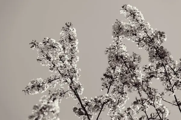 白い花の木 — ストック写真