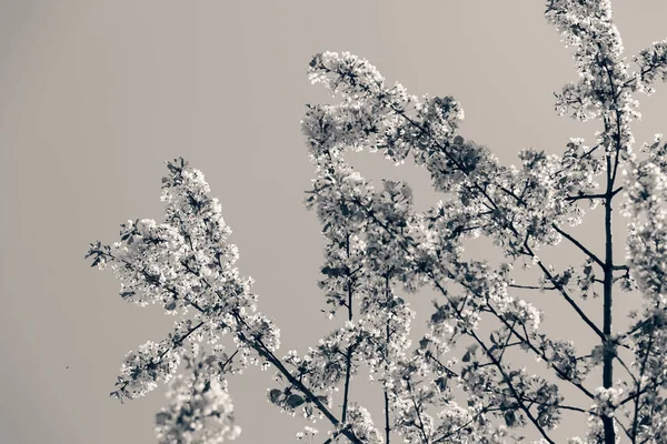 Árbol con flores blancas —  Fotos de Stock