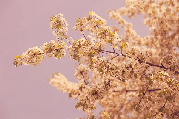 青の背景 フィールドの浅い部に春の白い花を持つツリー — ストック写真