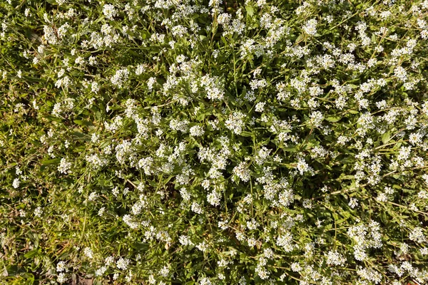 Soorten Kleine Witte Bloemen Weide Noot Ondiepe Diepte Van Het — Stockfoto