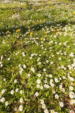 Çayırdaki sarı karahindibalar ve papatyalar, sığ tarlalara dikkat edin.